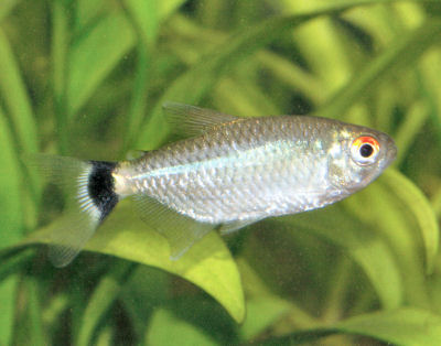 MOENKHAUSIA SANCTAEFILOMENAE